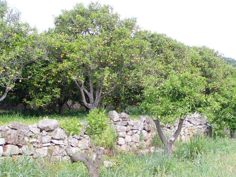 Orangenhain hinter einer Trockensteinmauer